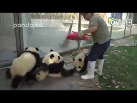 naughty-panda-resistance-care-cleaning