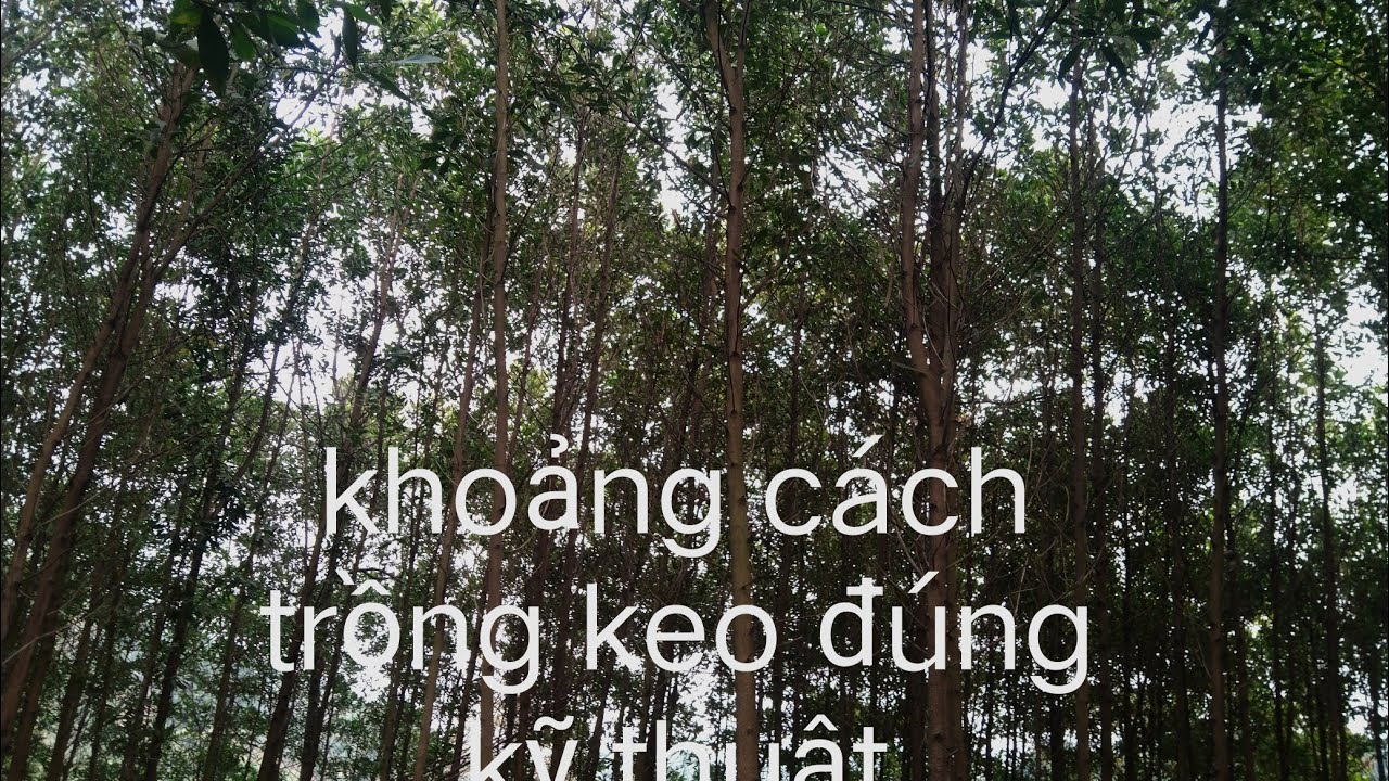 Khoảng cách trồng keo cho năng xuất cao.# trồng cây.