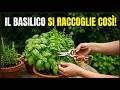 BASILICO: il modo corretto per raccolgierlo ed avere un raccolto fresco ogni settimana, tutto l anno