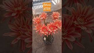 #weekendvibes #beautifulnature #cactus #flowers #saturday #uniqueplants #garden #orange #pollinators