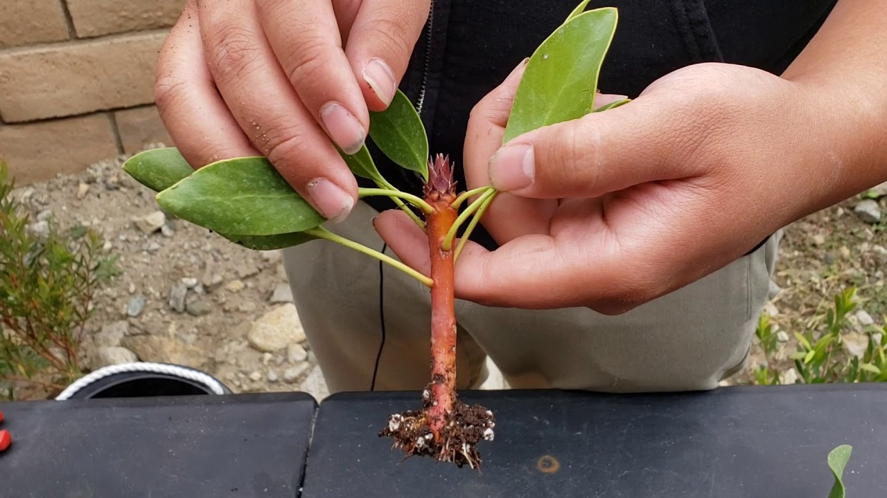 Proteas from Cuttings! How to get successful results! Roots almost