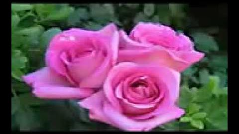 القارئ الطبيب احمد نعينع مقام البيات