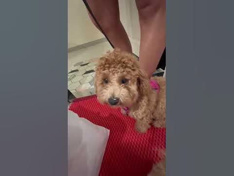 Что делать? Собаки ревнуют к малышке… #катядима - YouTube