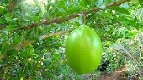 TAK TERDUGA!! 9 Khasiat Buah Maja Untuk Pengobatan Dan Kecantikan