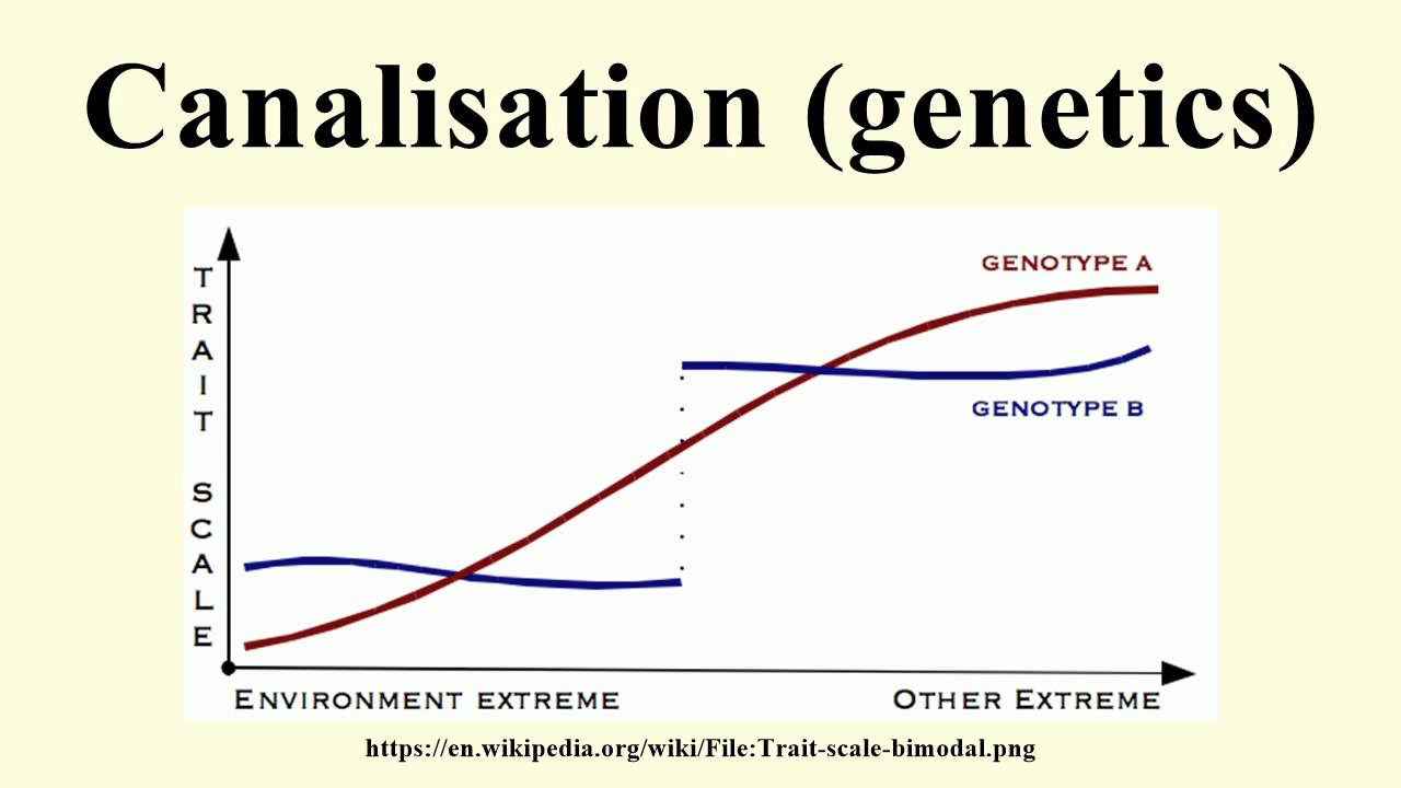 canalized development hypothesis