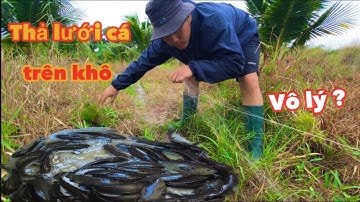 Tóm gọn đàn cá vượt cạn sau cơn mưa | Cuộc Sống Nông Thôn