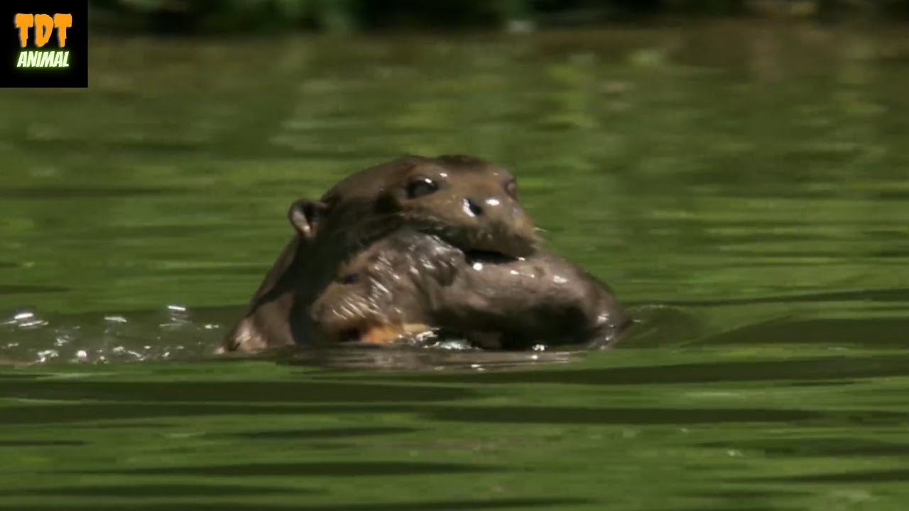 Baby otters go swimming for the first time - baby otter | tdt animal