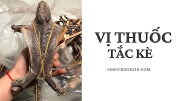 VỊ THUỐC TẮC KÈ -  Bổ Toàn Thân