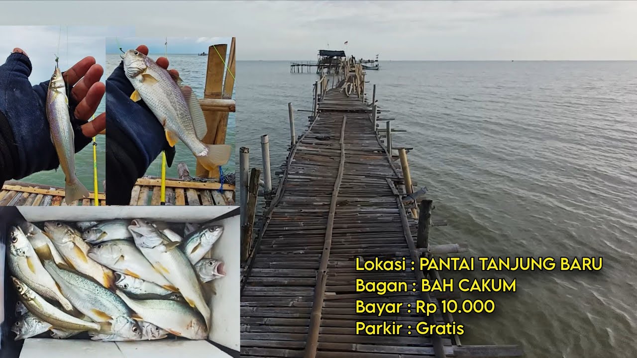 PANTAI TANJUNG BARU KARAWANG• Mancing di Bagan, Panen Ikan Samge/ Ikan Gulama, Umpan Udang Kupas
