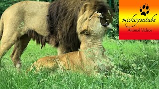 Lioness can't resists males charm