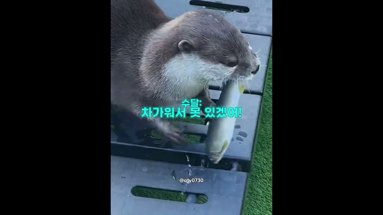 물놀이가 하고 싶었던 수달 썸네일