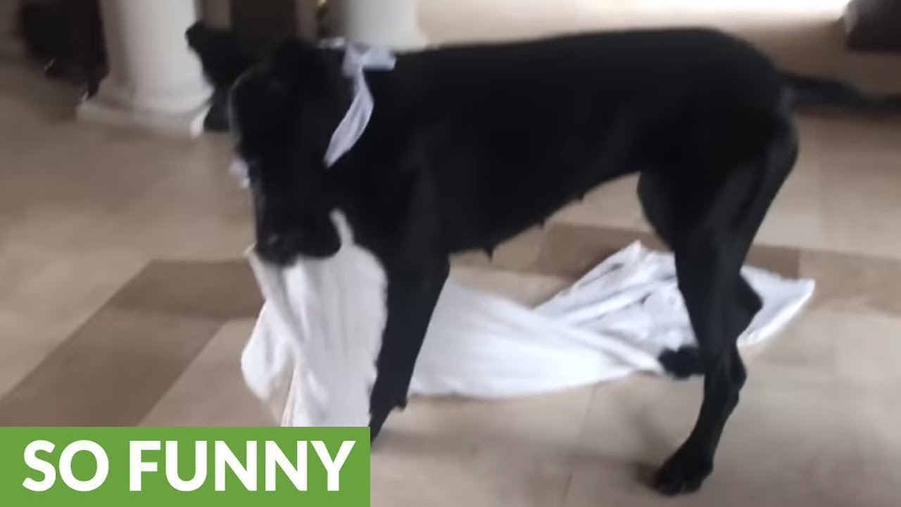 Playful Great Dane "helps" out with the laundry
