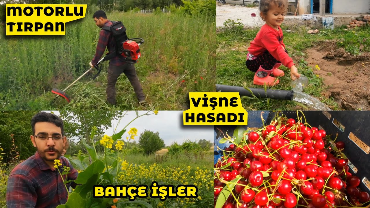 Tırpan ile Bağ evinin önünü temizledim / Vişneleri topladık / Domateslerdeki zararlı ot temizliği