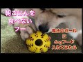 朝ごはんを食べないフー魔法のボールにdogフードを入れてみたら