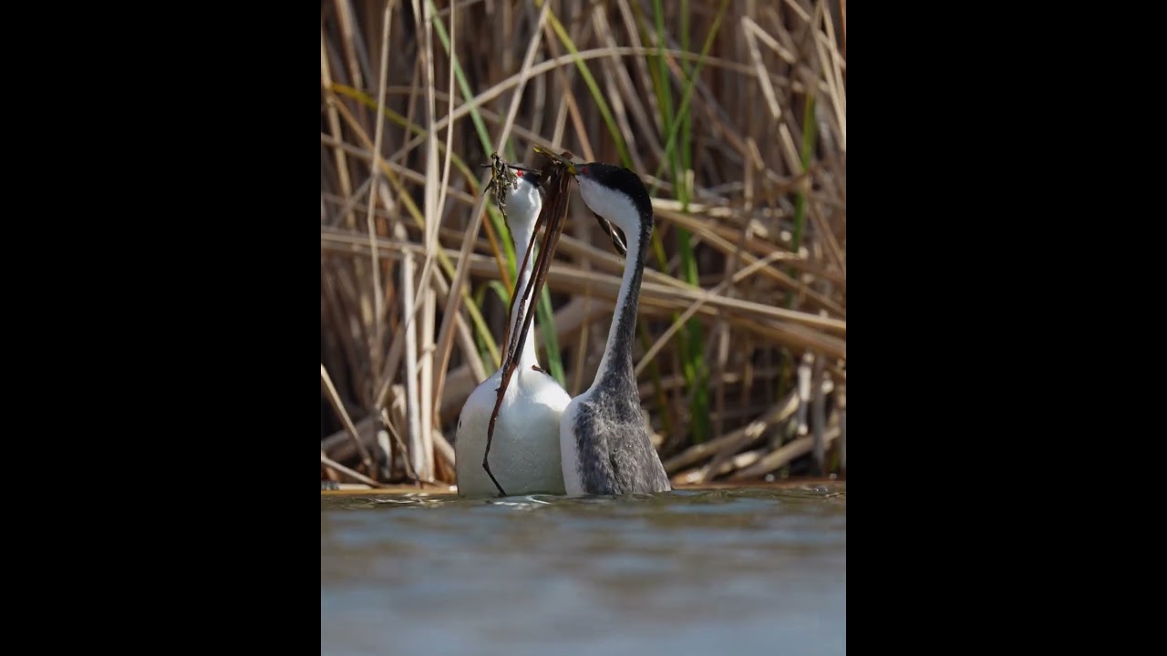 Western Grebe couple perform weed ceremony.