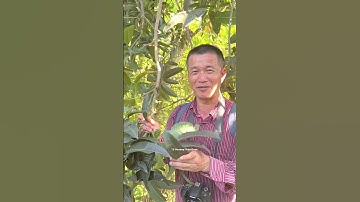 Lá Xoài - Thảo dược tự nhiên hỗ trợ kiểm soát đường huyết #tiensiphuongthaoduoc #thaoduoc #lamdep