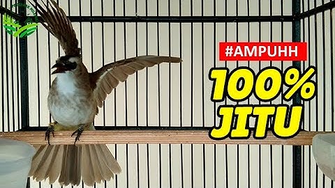 semua jenis trucukan manapun di jamin langsung nyaut dengar pancingan trucuk gacor ropel joss ini