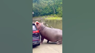 Hippo