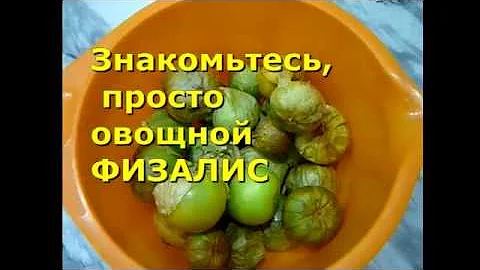ФИЗАЛИС ОВОЩНОЙ.