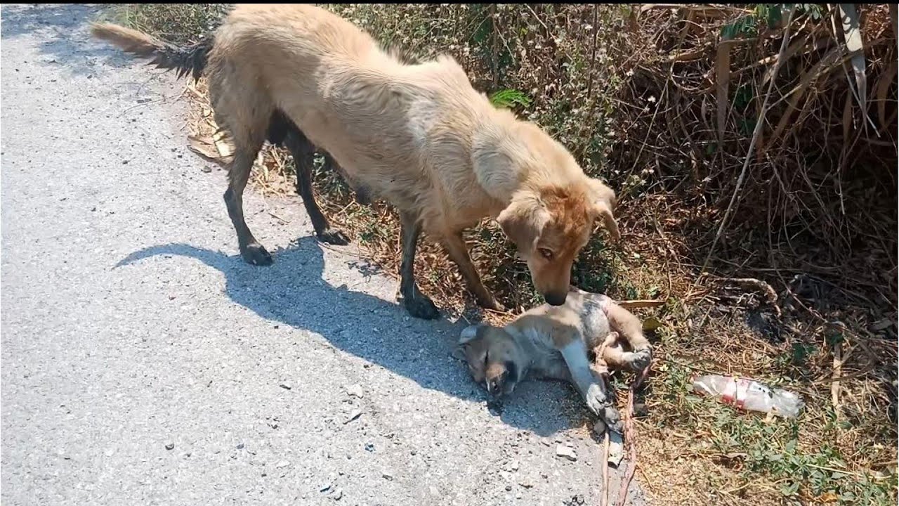 Abandoned mom dog and her puppies wandering beside the road desperate ...