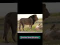 lion King mating with lioness in blue film #shorts #wildlife #lionking