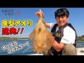 【穴場ポイントを紹介!?】晩春のアオリイカを狙ってランガン!! in 島根 ｜ 笛木展雄が行く！(1214)