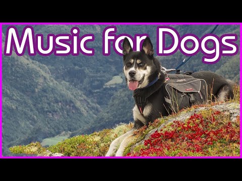 TV for Dogs! How to Relax My Dog TV with Calming Music!