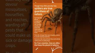 Spiders Natures Guardians Why We Need Them