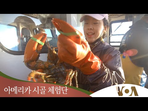 [아메리카 시골 체험단] 드디어 메인 랍스터 잡기에 나서다.