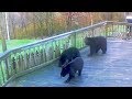 Bear Family Invades Porch in Massachusetts