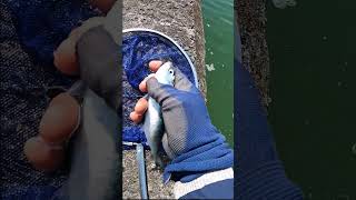 漁港でガサガサ