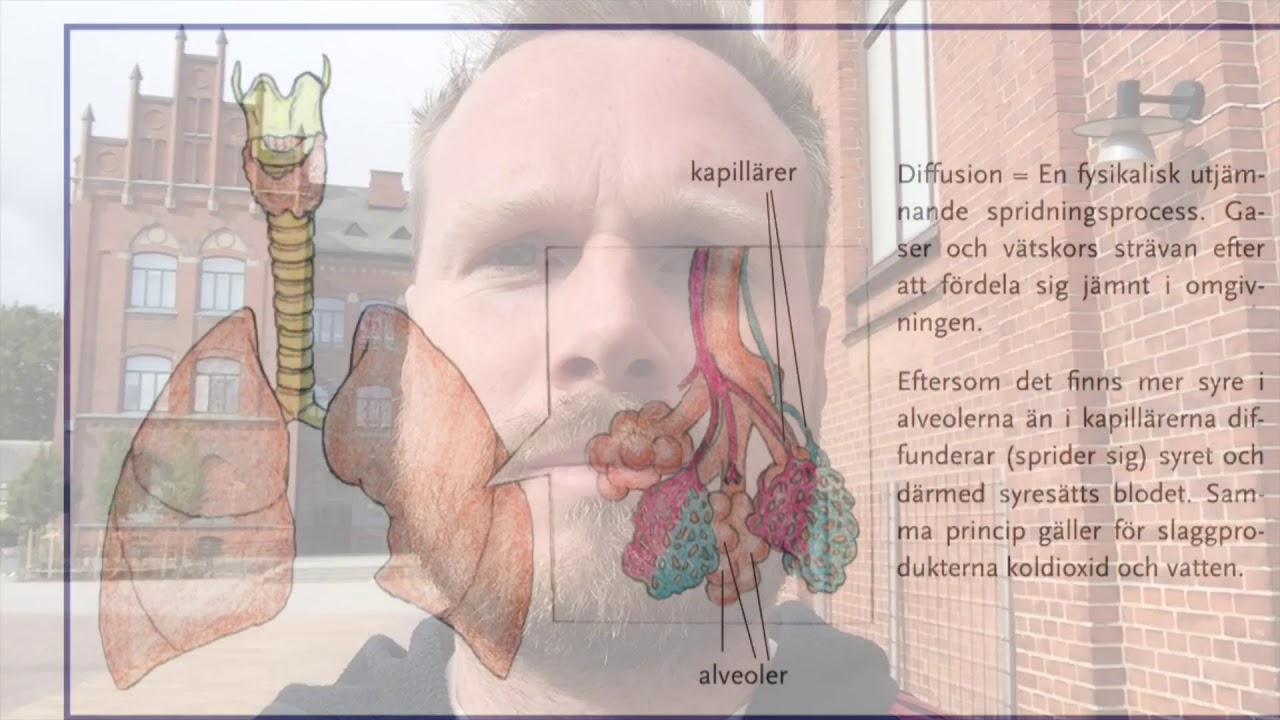 Hjärta, blod & lungor