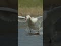 Swan lands like water plane!