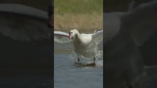 Swan lands like water plane! screenshot 3