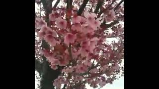 To the Cherry Blossoms 2010
