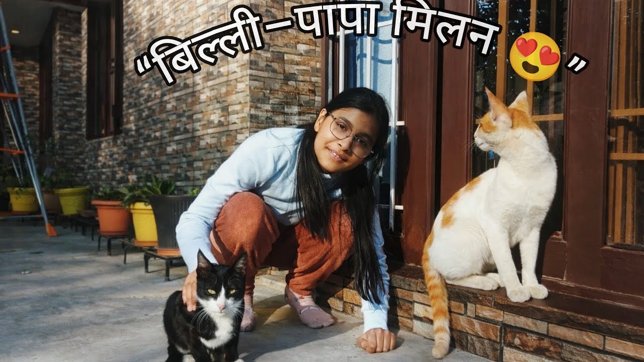 Vlog6 बिल्ली–पापा का मिलन 😍🐱❤️BILLLI PAPA MILAN 