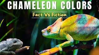 Myth: Chameleon Color Change