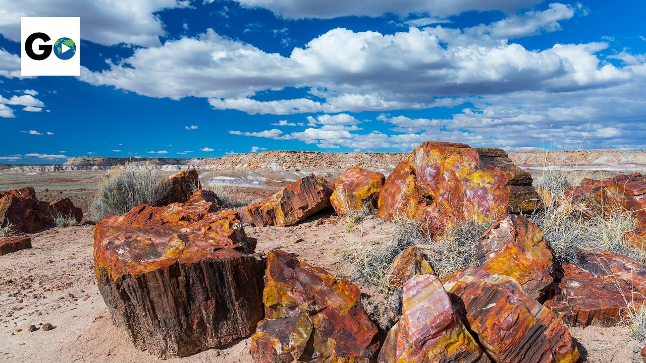 are dogs allowed in petrified forest