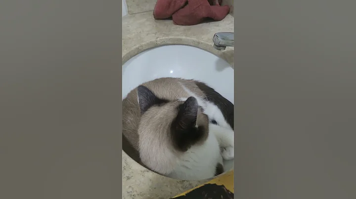 Watch the video about Luke 😍🐈 #shorts #luke #snowshoecat #snowshoe #cats #katzen #neko #cutecat #cutecats #gatinhos #cat