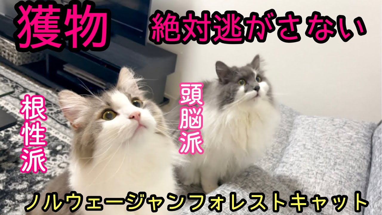 猫獲物を持ってくる ノルウェージャンフォレストキャット狩りの本能がすごい 飼い主に届ける理由 Youtube