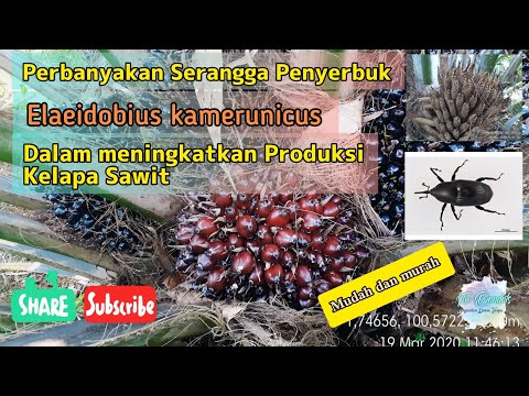 Budidaya Kelapa Sawit " Pengembangbiakan Serangga Penyerbuk dalam meningkatkan Produksi Kelapa Sawit