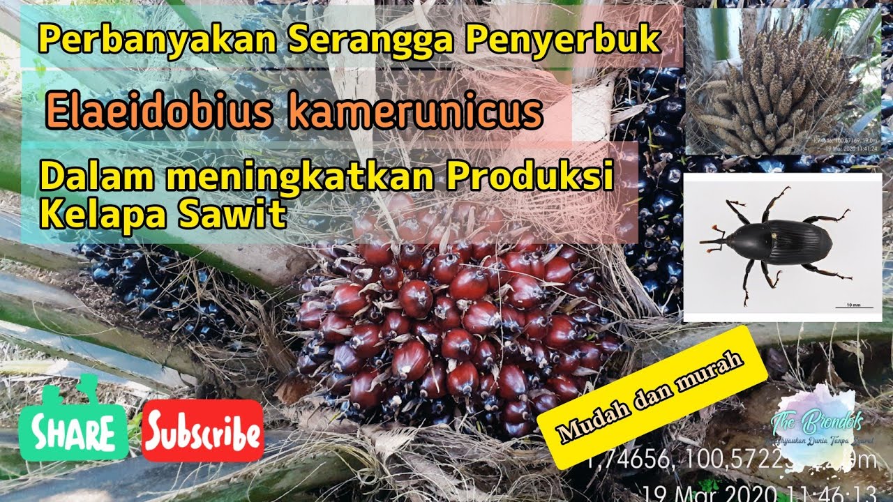 Budidaya Kelapa Sawit 