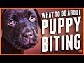 Puppy Biting? Learn Bite Inhibition Training!