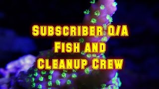 Subscriber Q@A Fish And Clean up Crew With Mike Lemming | Beginner Guide To Saltwater Aquariums