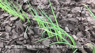 #69 埋まったネギを管理機で救済する方法②