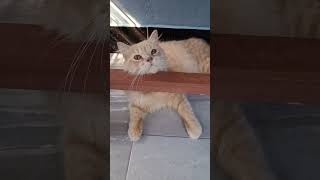 Still Persisting With Her Cute Atude