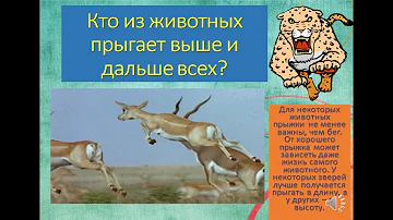 Кто из животных прыгает выше и дальше всех?