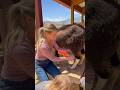 How Animals Are Actually Milked? 😱 #shorts​ #wildlife #cow #trending