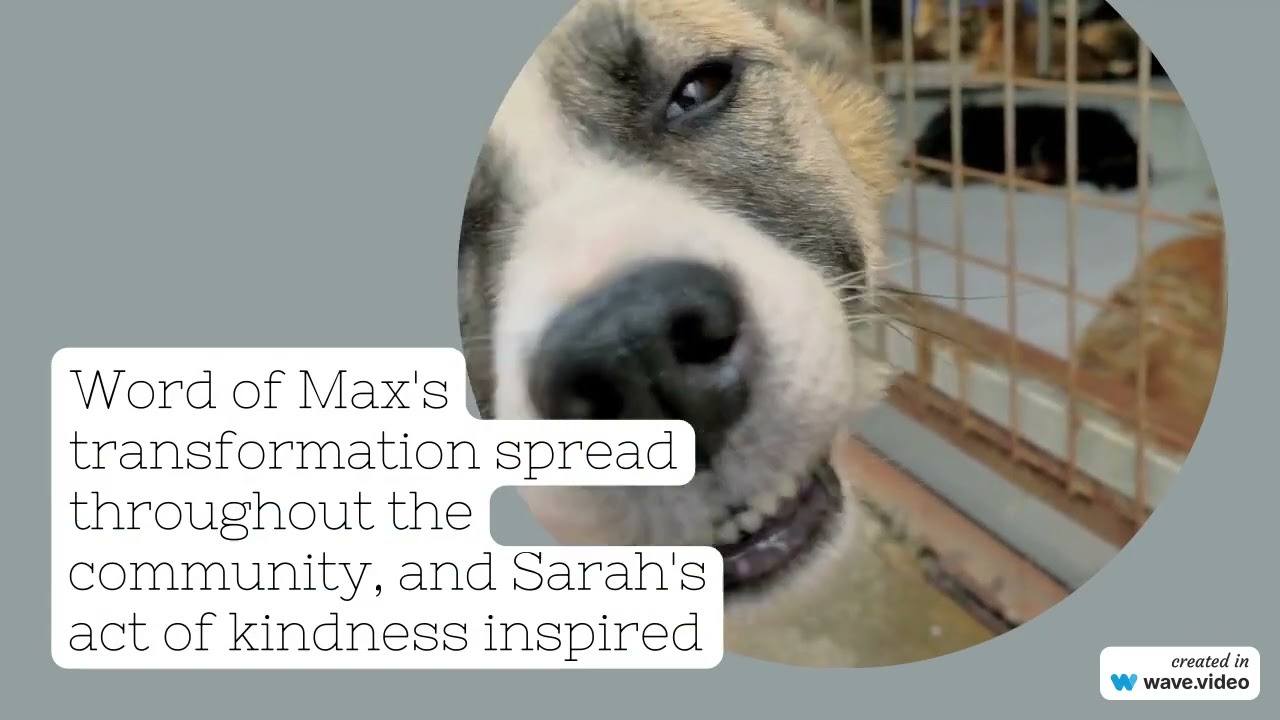 Street Dog Finds Love | a short story