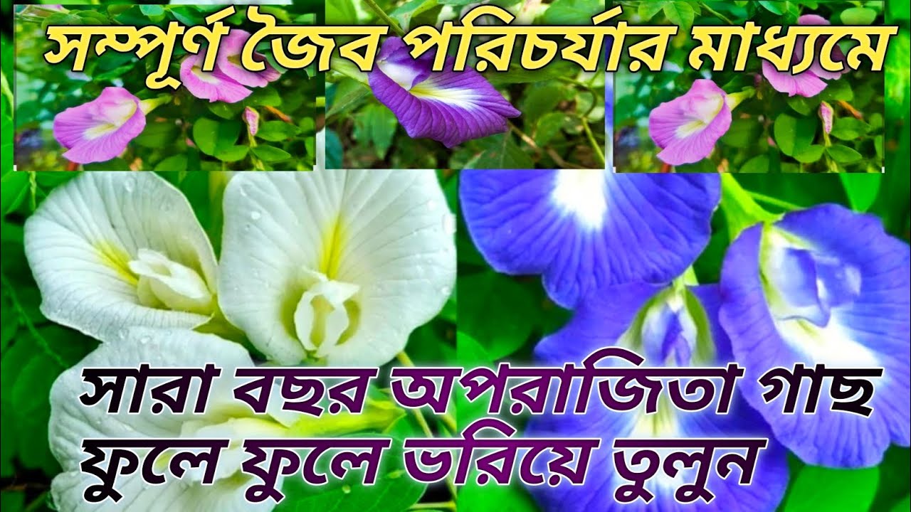 জৈব পদ্ধতিতে নীলকণ্ঠ ফুল গাছের যত্ন ও পরিচর্যা, Plants care & nature